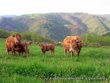 Quelques vaches - SITE Agriculture.JPG